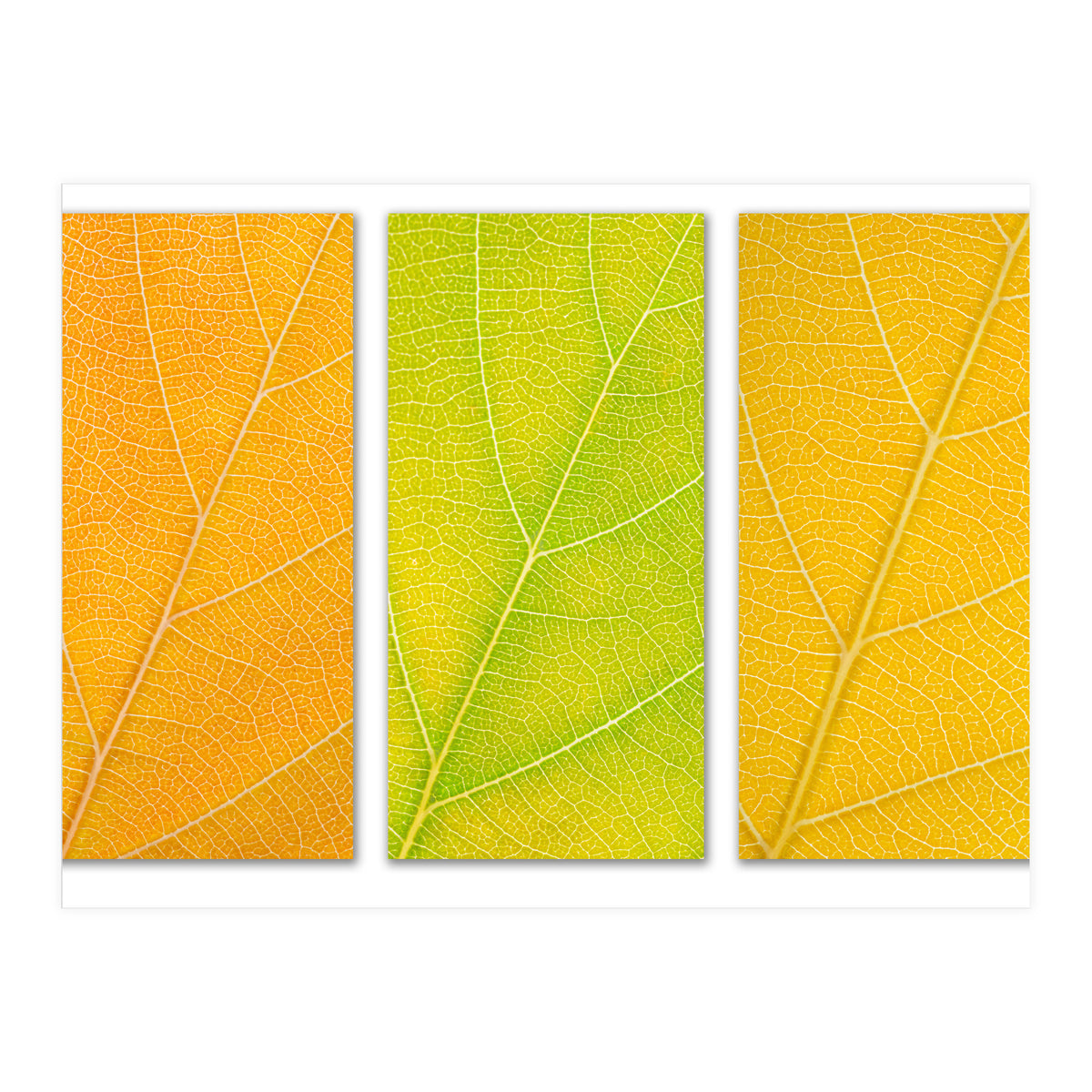 Autumn Leaves (Print Only)