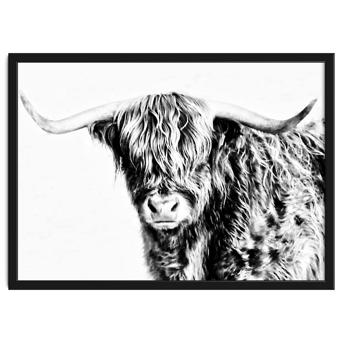 Highland bull