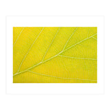 Autumn Leaf (Print Only) thumbnail