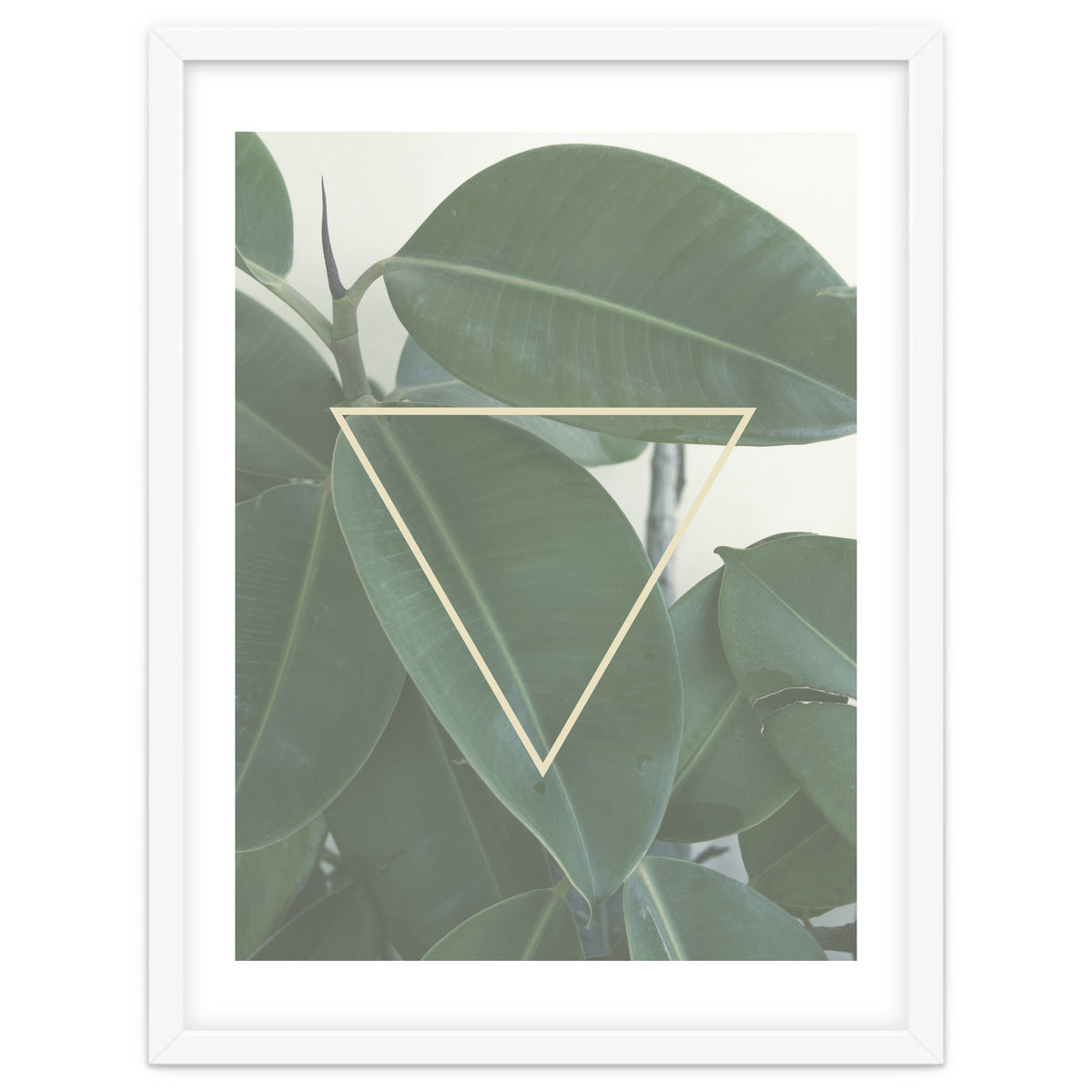 ficus triangle