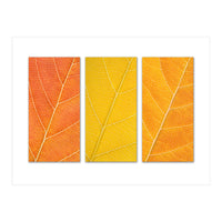 Autumn Leaves (Print Only)