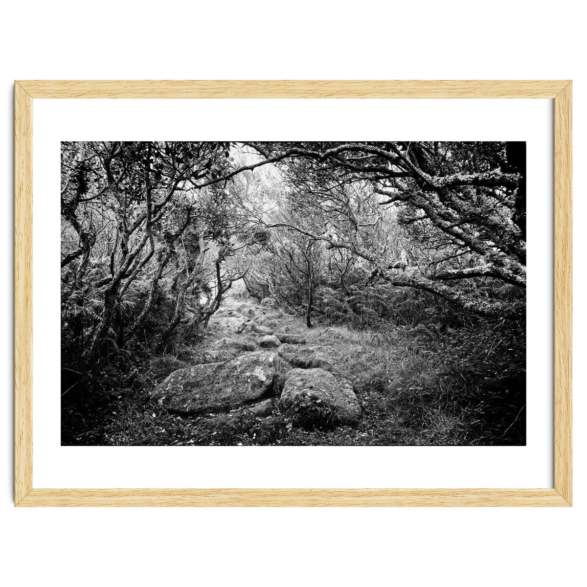 Undergrowth in black and white