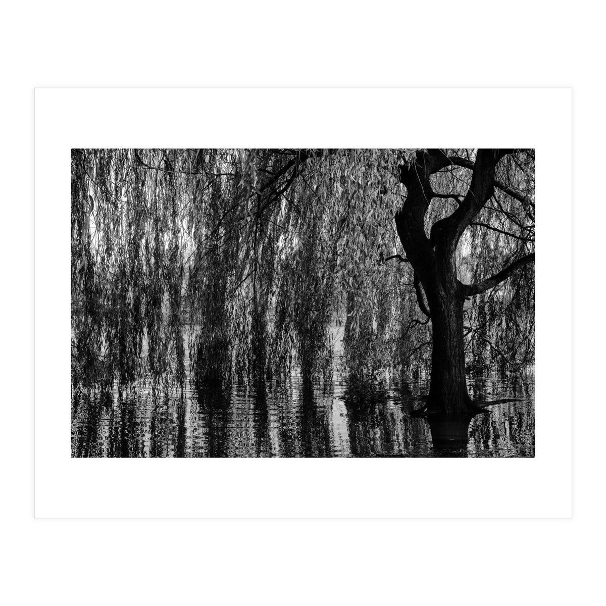Weeping Willow (Print Only)