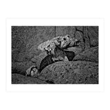 Drift wood (Print Only) thumbnail