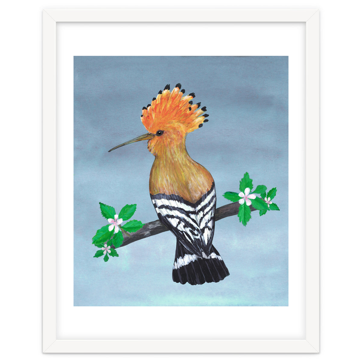Hoopoe bird