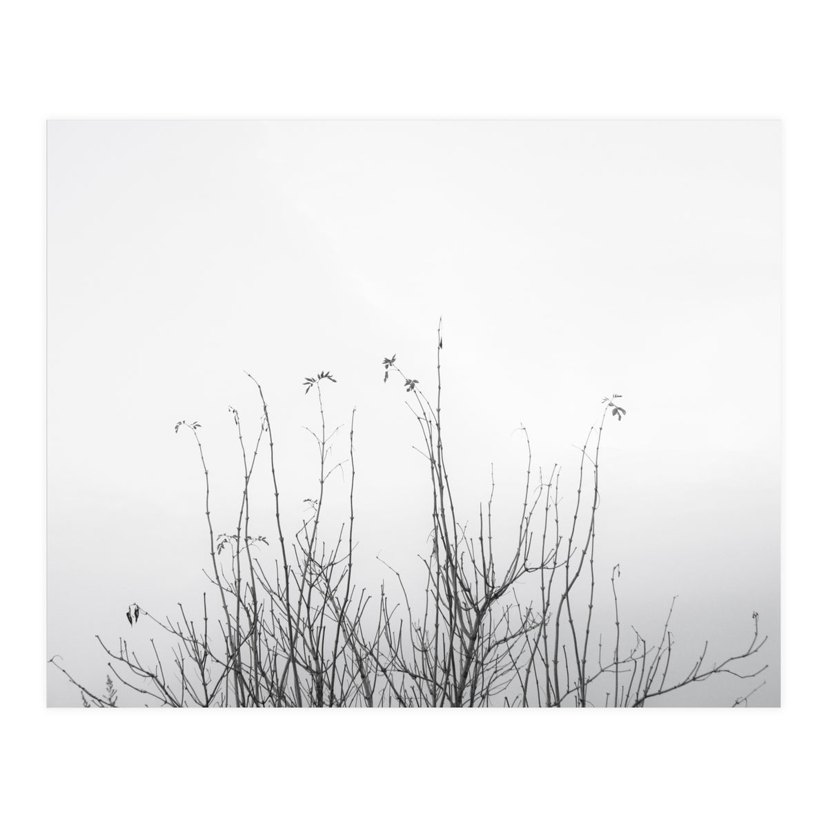 possibly (Print Only)