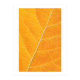 Autumn Leaf (Print Only) thumbnail