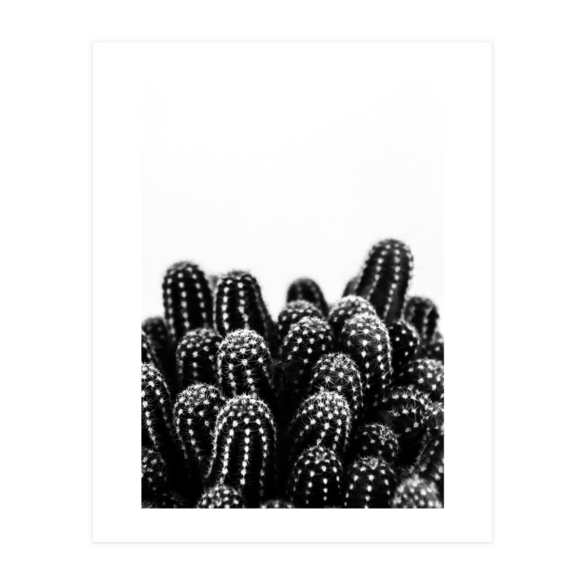 cactus nature X (Print Only)