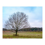 Young Oak Tree in Winter  (Print Only) thumbnail