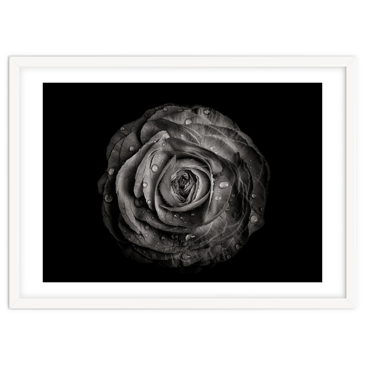 Backyard Flowers In Black And White 72