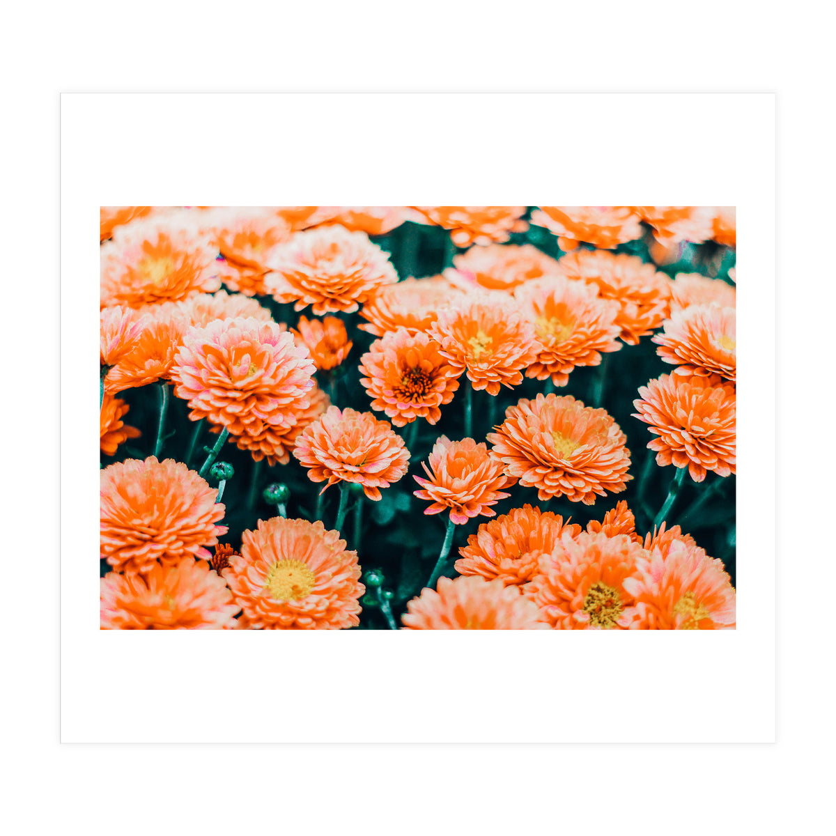 February (Print Only)