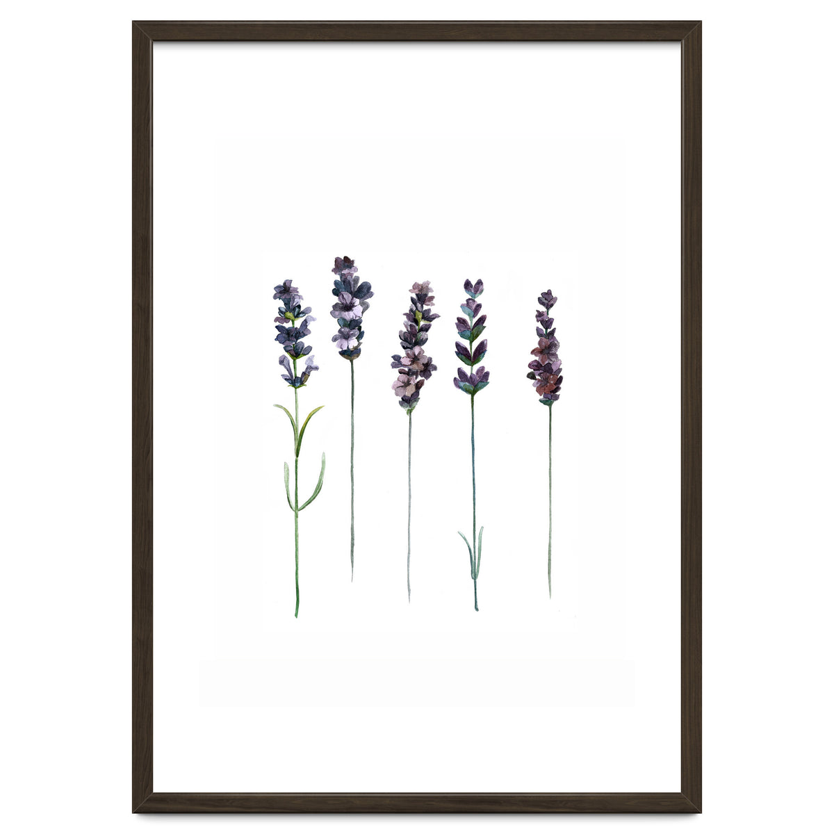 Botanical Illustration Lavender