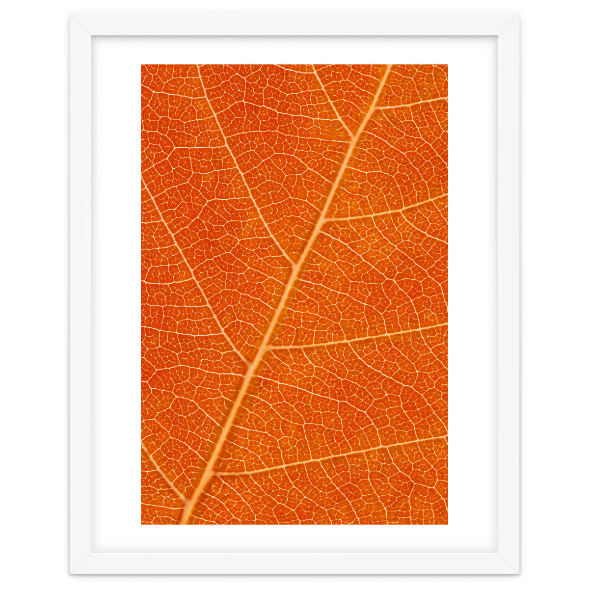 Autumn Leaf