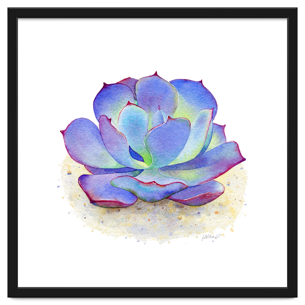 Blue Echeveria Succulent