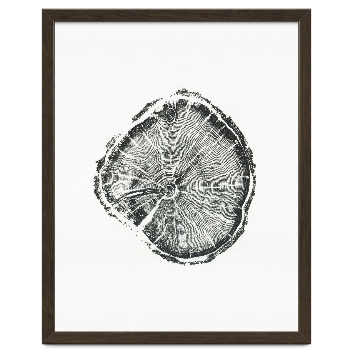Tree Ring Print, Albion Basin, Utah, Pine Tree Print