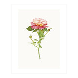 Cc Roses 03 (Print Only) thumbnail