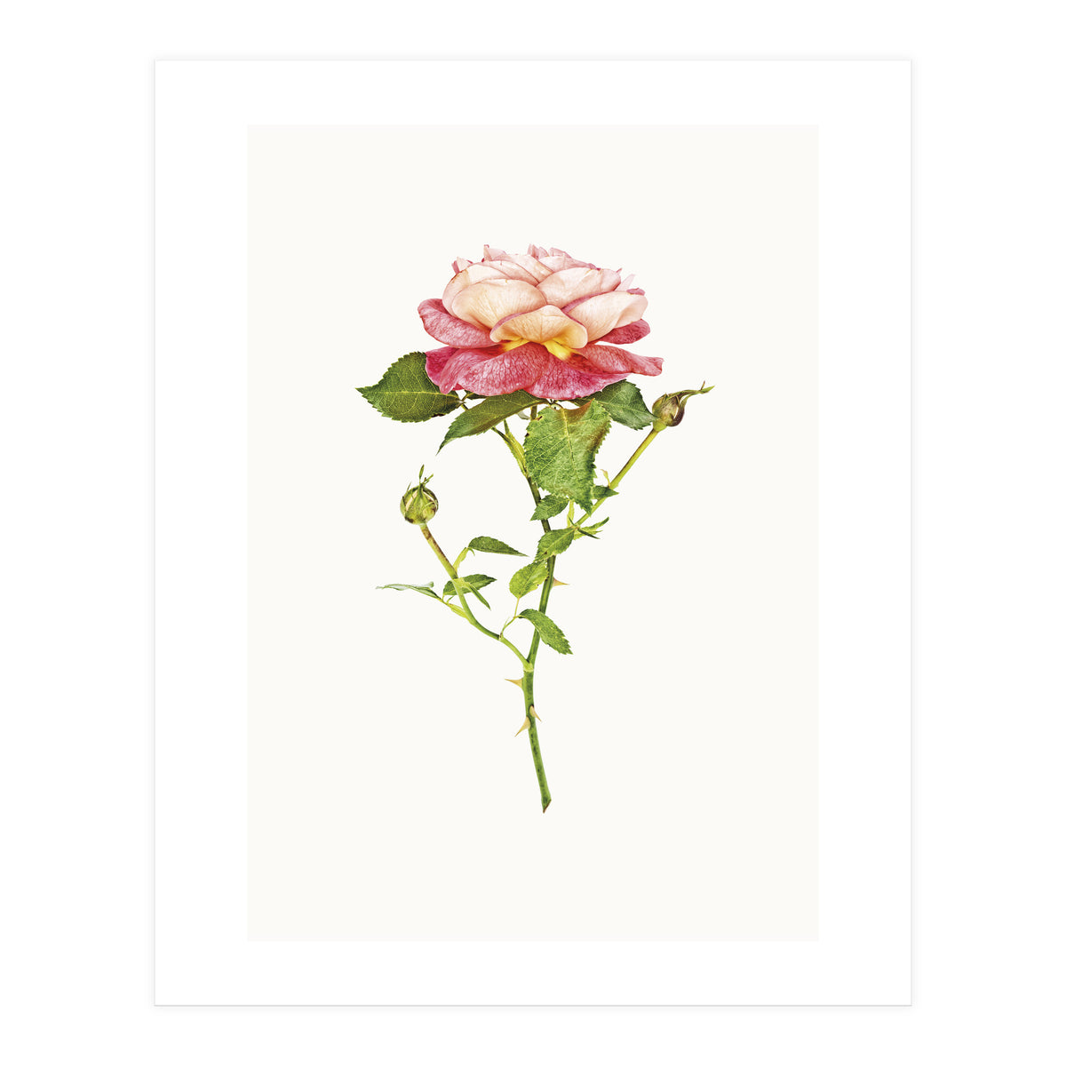 Cc Roses 03 (Print Only)