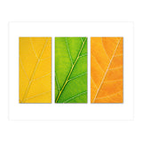 Autumn Leaves (Print Only) thumbnail