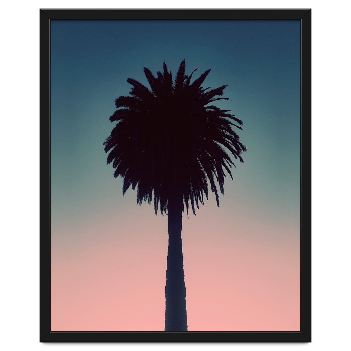 Sundown Palm
