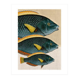 Fish Classic Designs 10 (Print Only) thumbnail