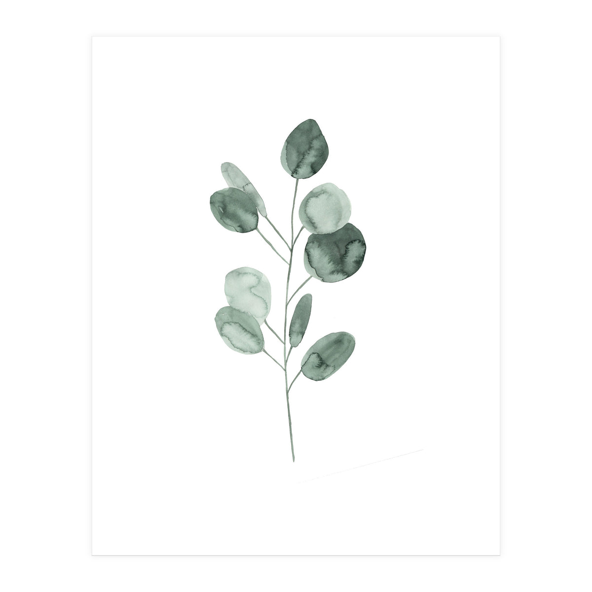 Botanical Illustration Eukalyptus2 (Print Only)