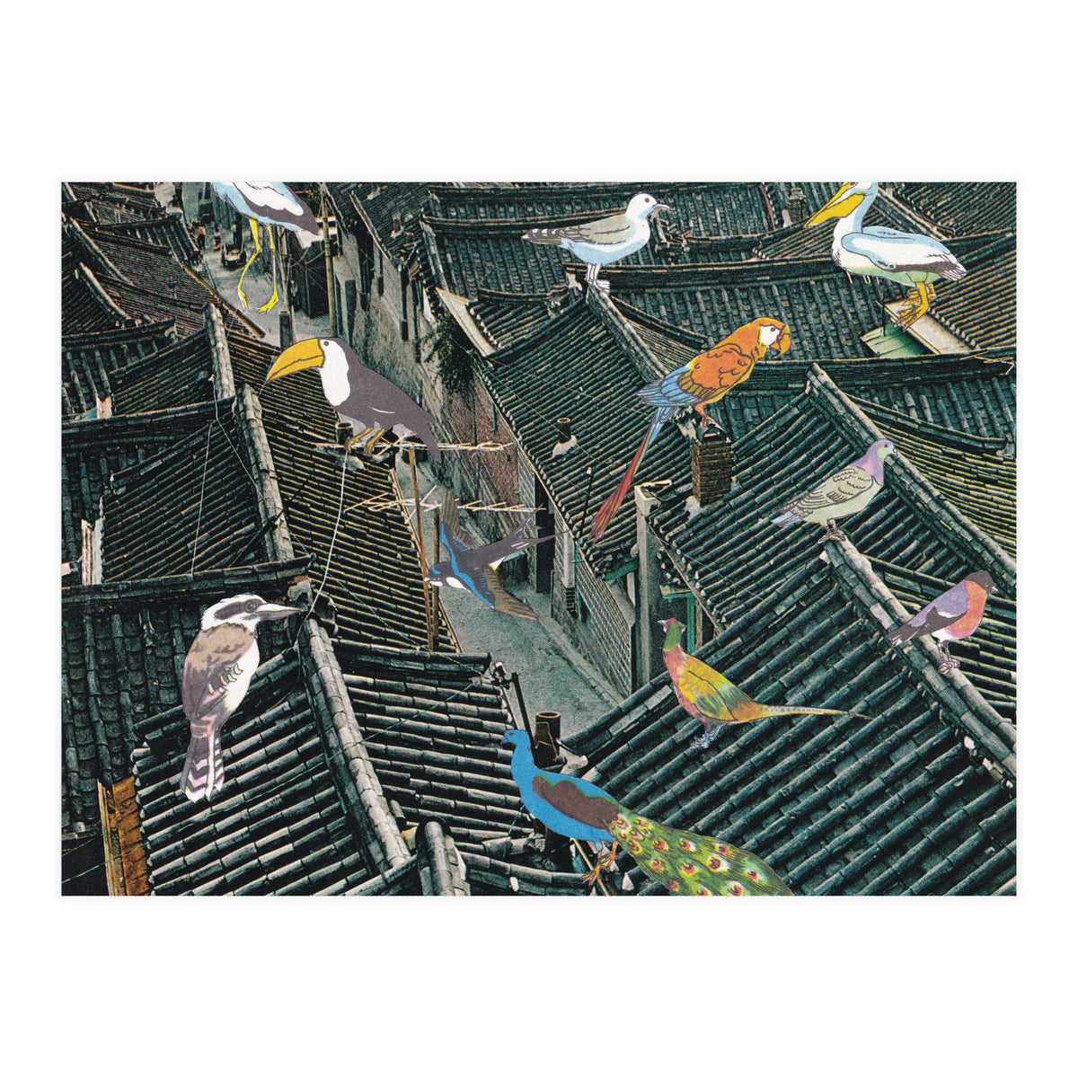 Bird Town (Print Only)