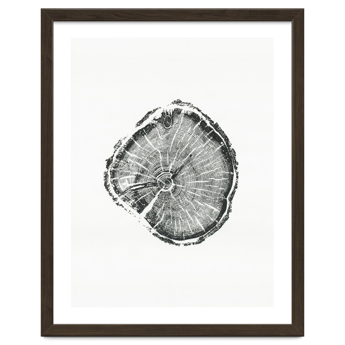 Tree Ring Print, Albion Basin, Utah, Pine Tree Print