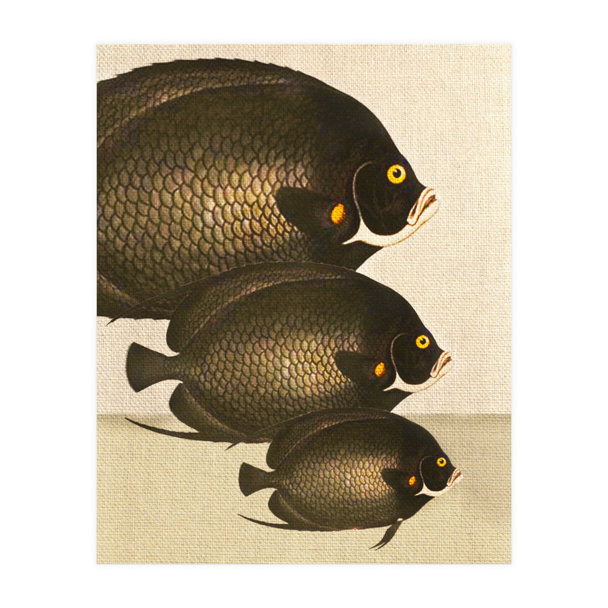 Fish Classic Designs 11 (Print Only)