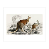 The red kangaroo illustrated (Print Only) thumbnail