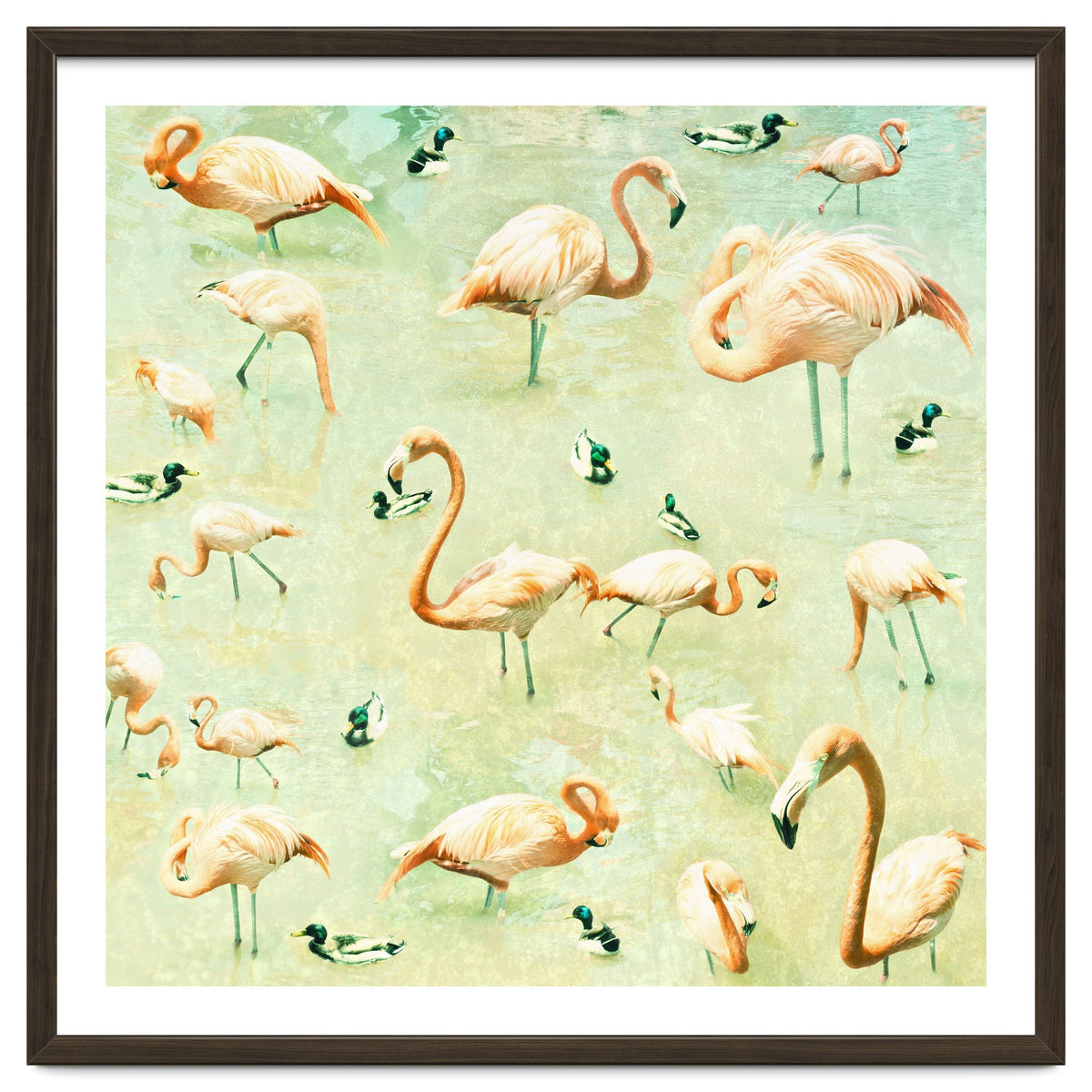 Flamingos