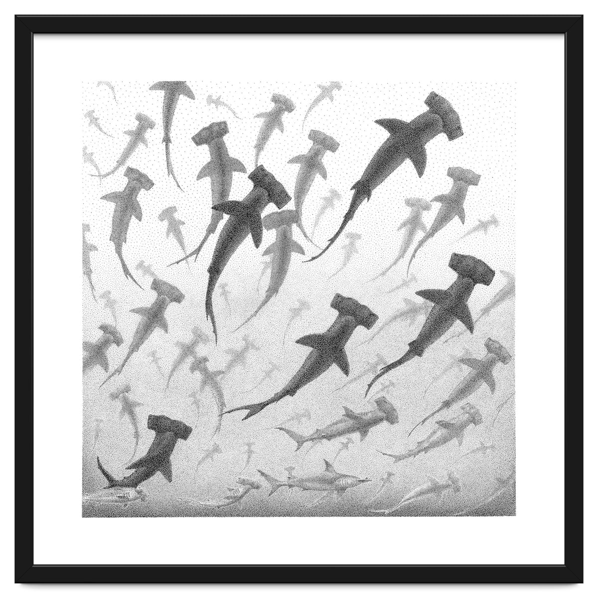 Schooling Hammerheads