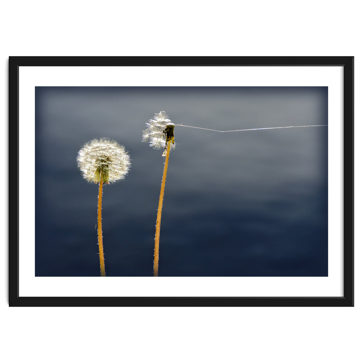 Common dandelions