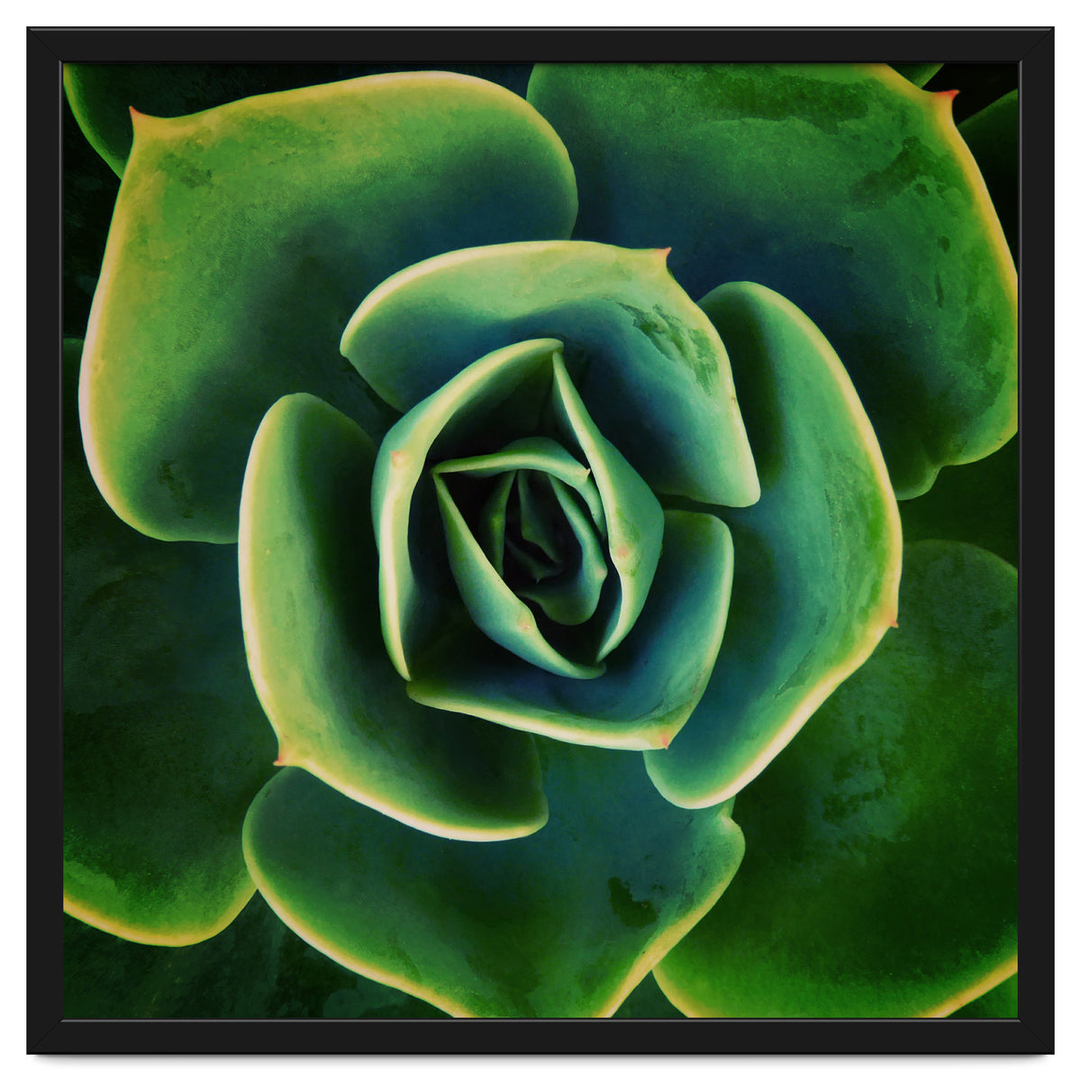 DARKSIDE OF SUCCULENTS XIII