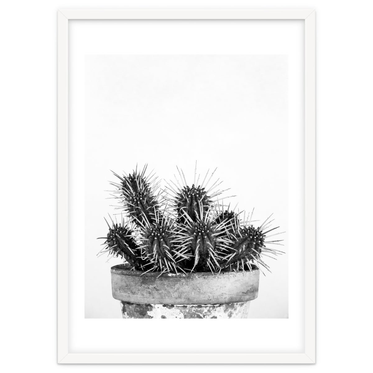 Cactus nature II