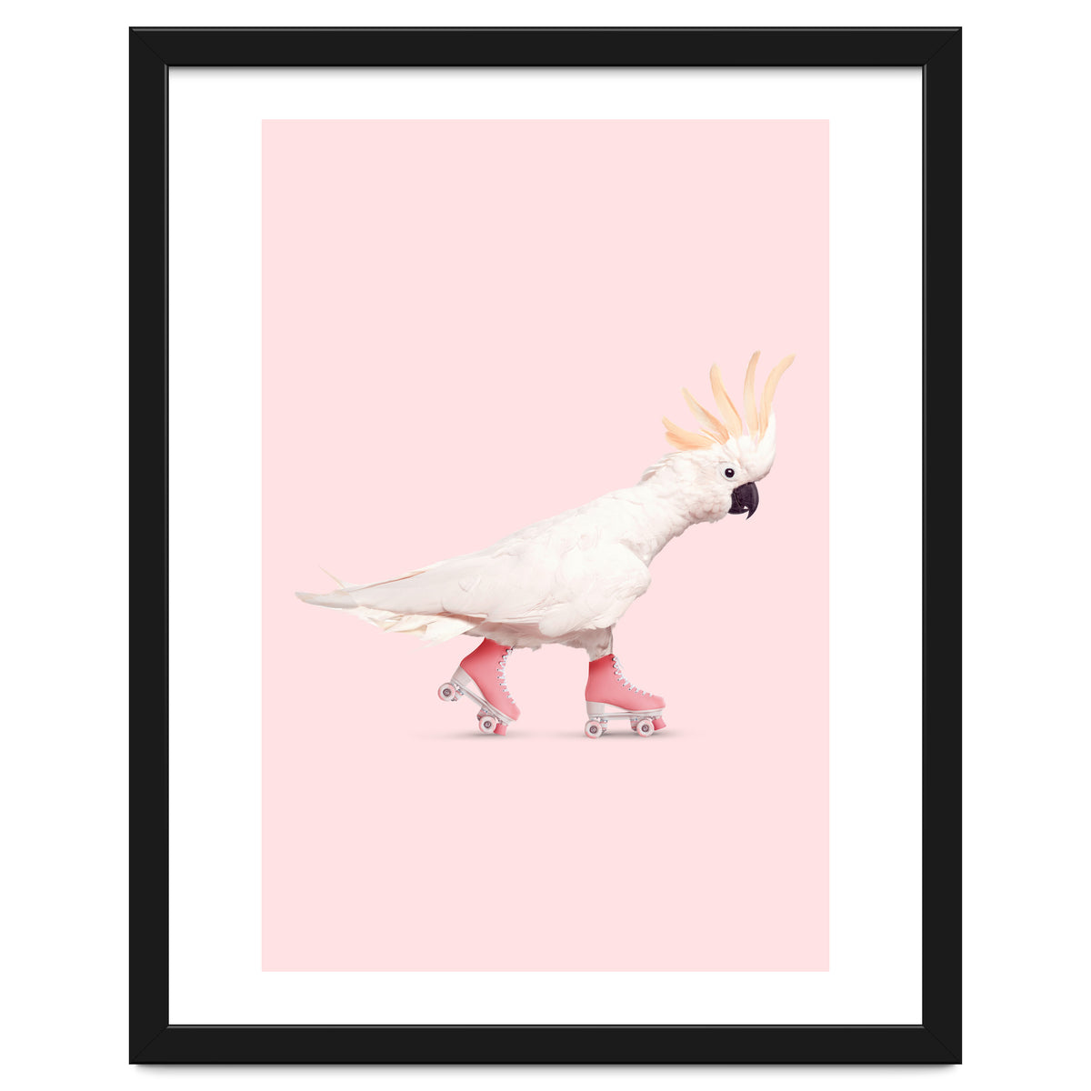 Rollerskating Cockatoo
