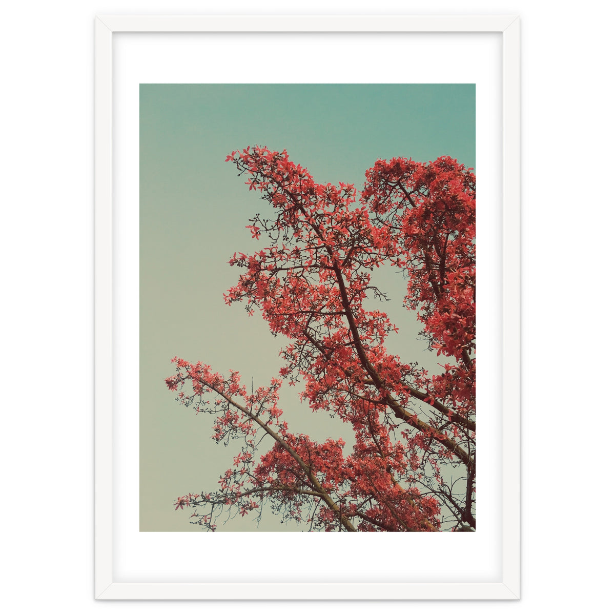 Red blossoms