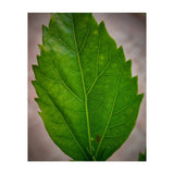 Hibiscus Plant Petal (Print Only) thumbnail