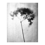 Hydrangea (Print Only) thumbnail