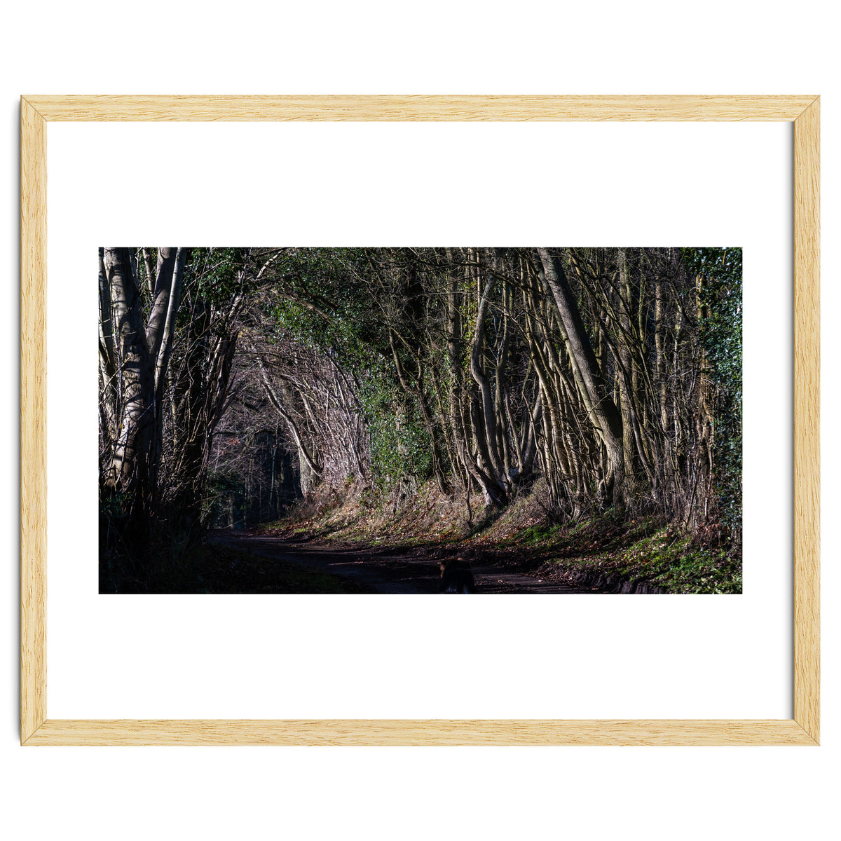 Sunlit Tunnel of Trees