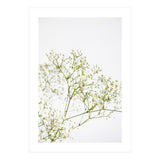 Flowers (Print Only) thumbnail