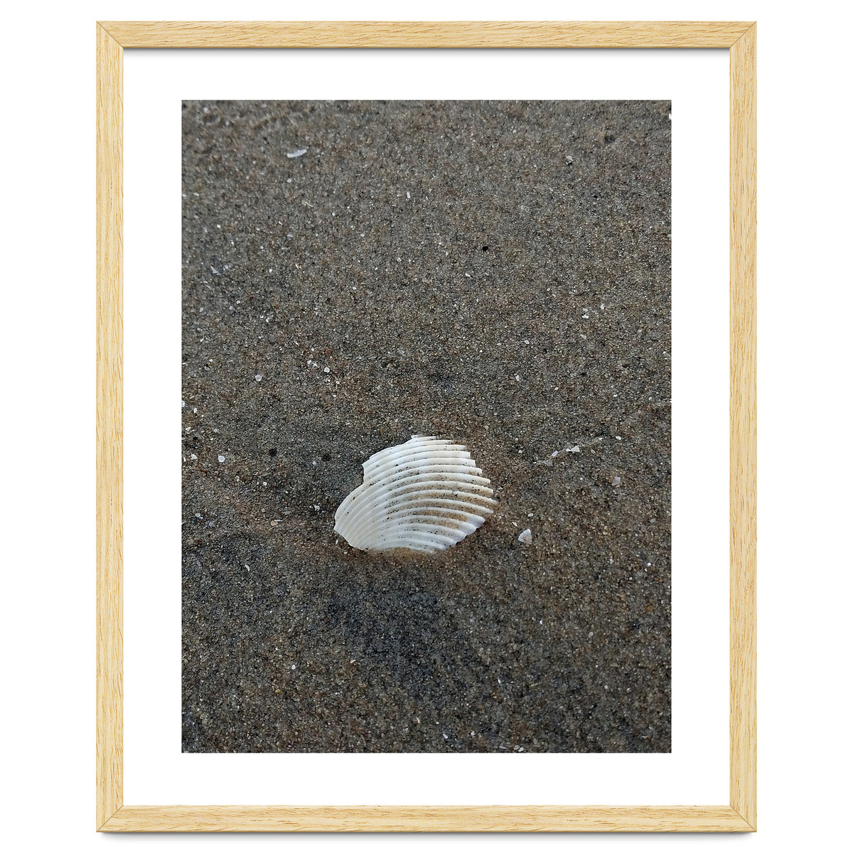 Shell in Sea Shore