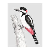 Great spotted woodpecker (Print Only) thumbnail