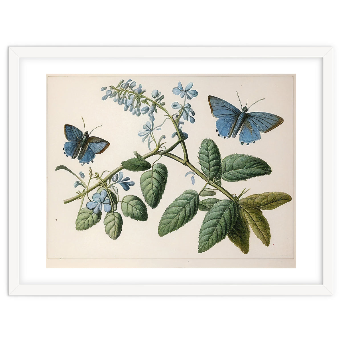 Butterflies Vintage Illustration
