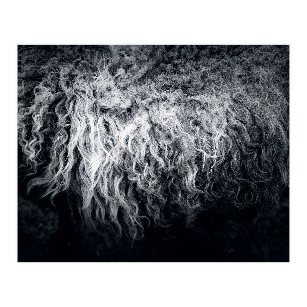 the sheep (Print Only)