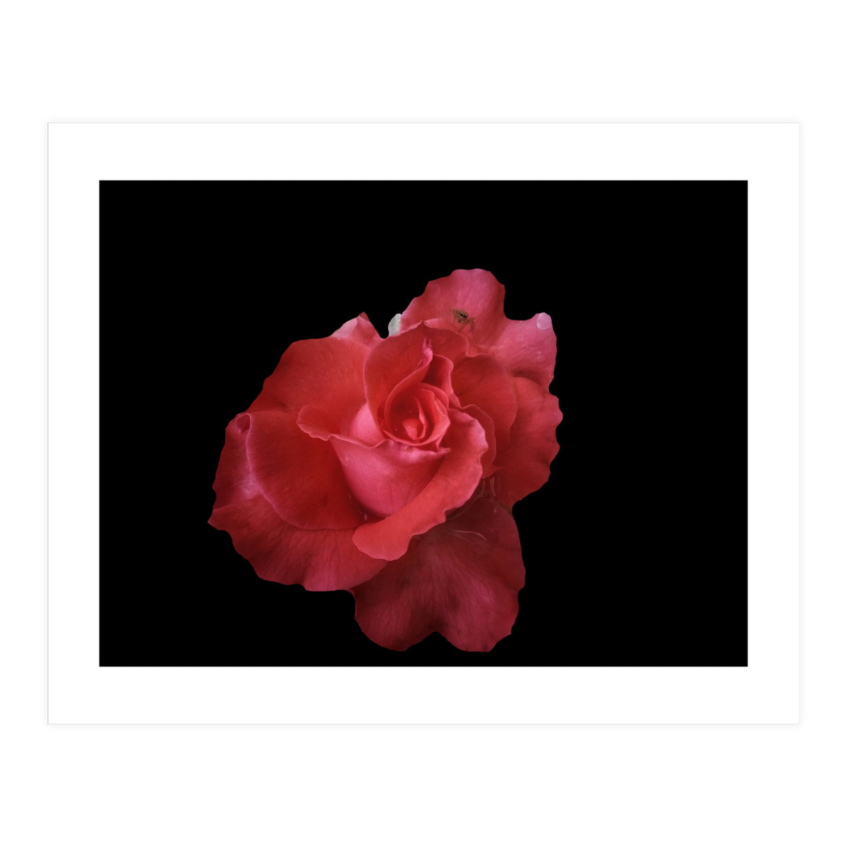 Coral Rose (Print Only)