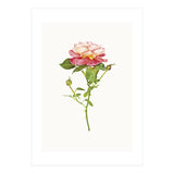 Cc Roses 03 (Print Only) thumbnail