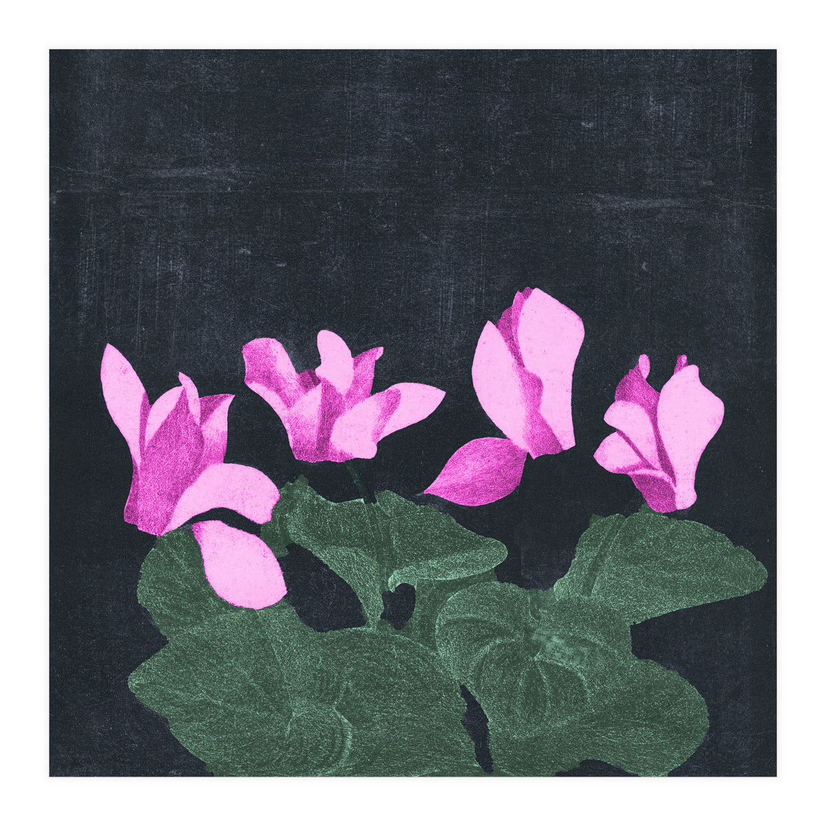 Cyclamen  (Print Only)