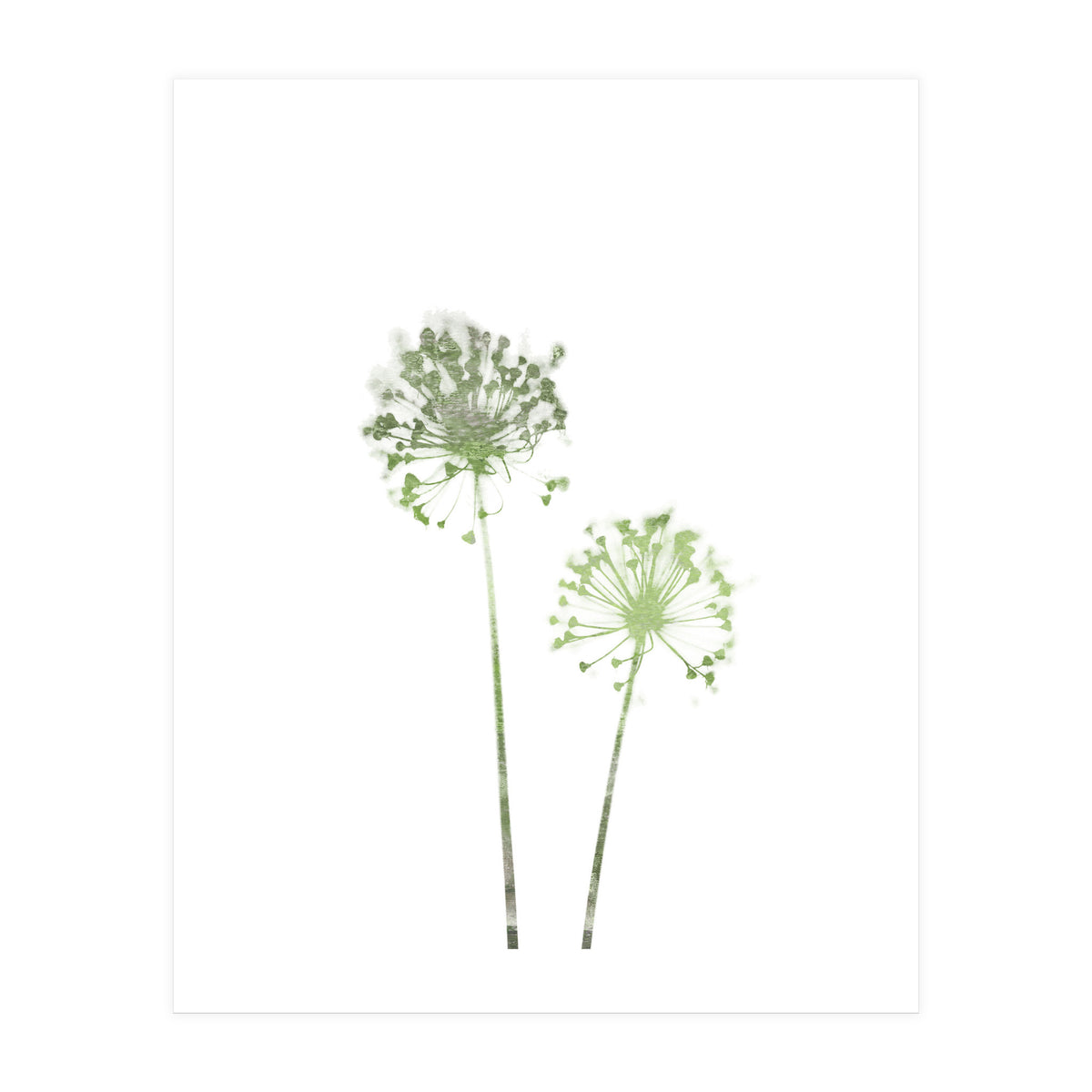 Olive Green Dandelion (Print Only)