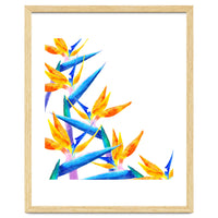 Bird Of Paradise Watercolor