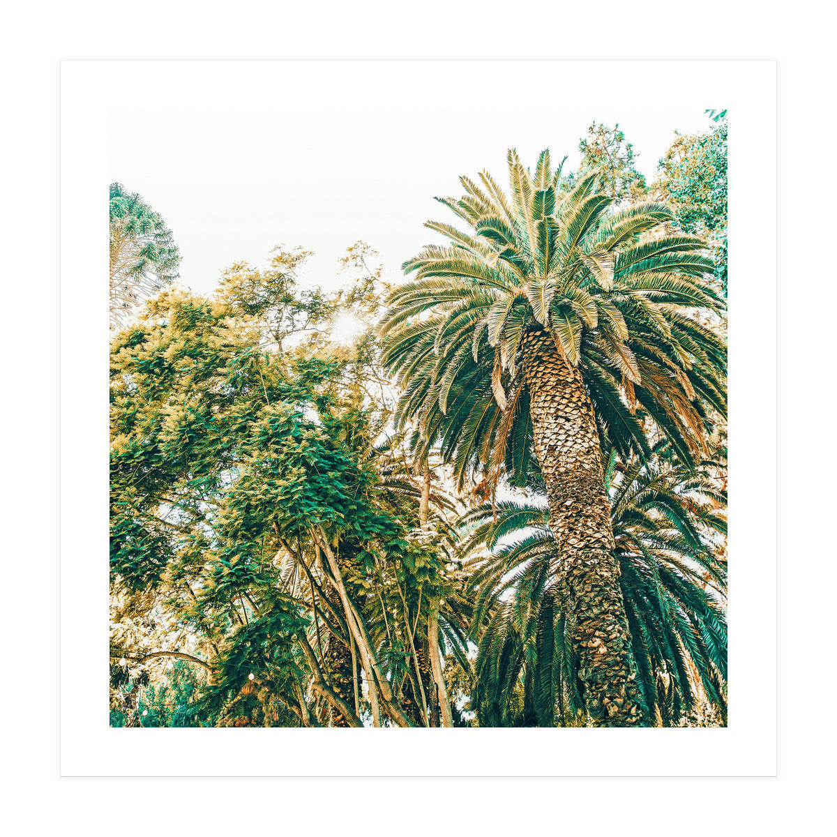 Newport (Print Only)